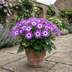 Senetti Violet Bicolour Pericallis Plant, Summer Flowering Patio Ready, 6.5 Litre Root Ball