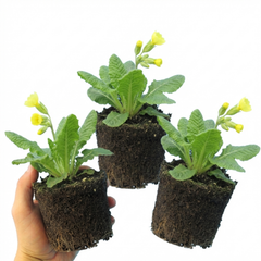 Primula veris Pure Yellow Hardy Perennial Plants, Spring Flowering, Outdoor Garden Ready, Root-Ball