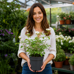 3Ltr Patio Rose Plant, White Rose Bush, Nursery Pots