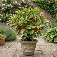 Aucuba Japonica Crotonifolia Gold Dust Spotted Laurel, Hardy Evergreen Shade Shrub, 7.5L Root-Ball