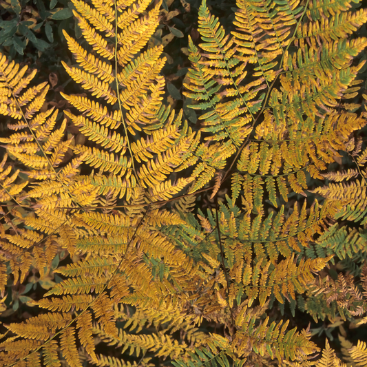 Alpine Wood Fern Dryopteris Wallichiana/Jurassic Gold | 2L Pot