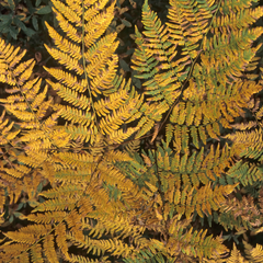 Alpine Wood Fern Dryopteris Wallichiana/Jurassic Gold | 2L Pot