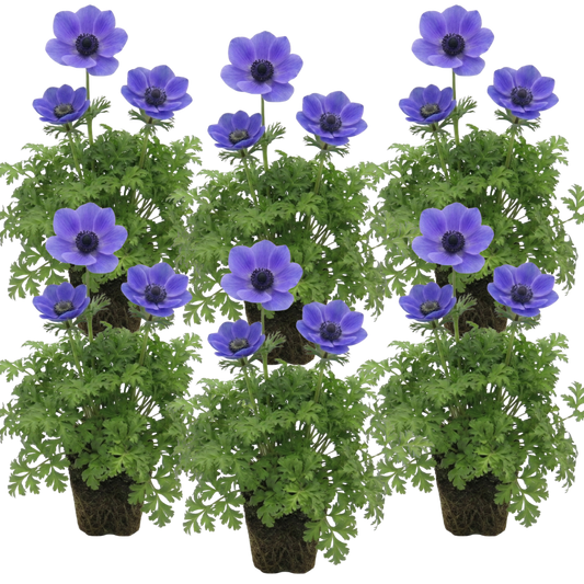 Anemone ‘Harmony Blue’, Ready to Plant in Your Garden
