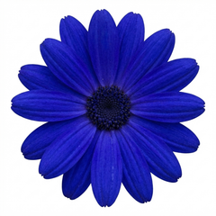 Senetti Kobalt Blue Flowering Plant, Large Summer Bedding, Outdoor Garden Ready, 6.5L Root-Ball