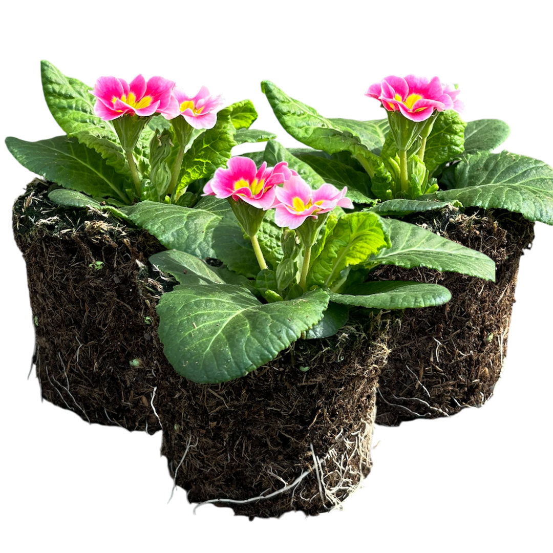 Primrose Appleblossom | 3 or 6 1L Pots
