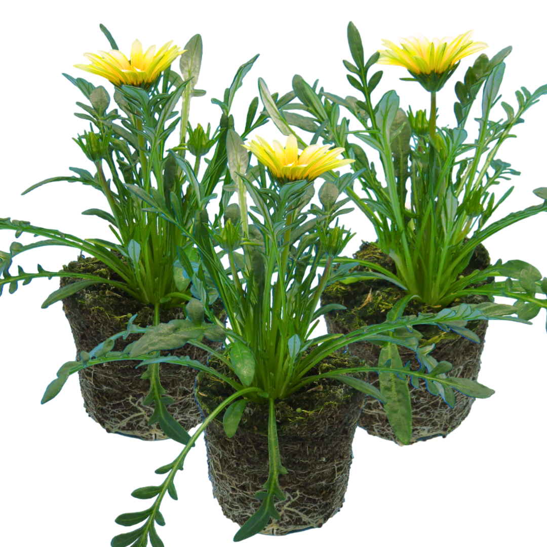 Gazania Kiss White Improved | 3 or 6 1L Pots