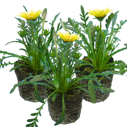 Gazania Kiss White Improved | 3 or 6 1L Pots