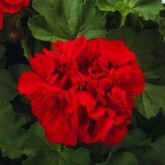 Set of 6 Large Plants-Geranium Calliope Dark Red, Ready To Plant In Your Garden