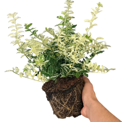 Euonymus Harlequin | 2L Pots