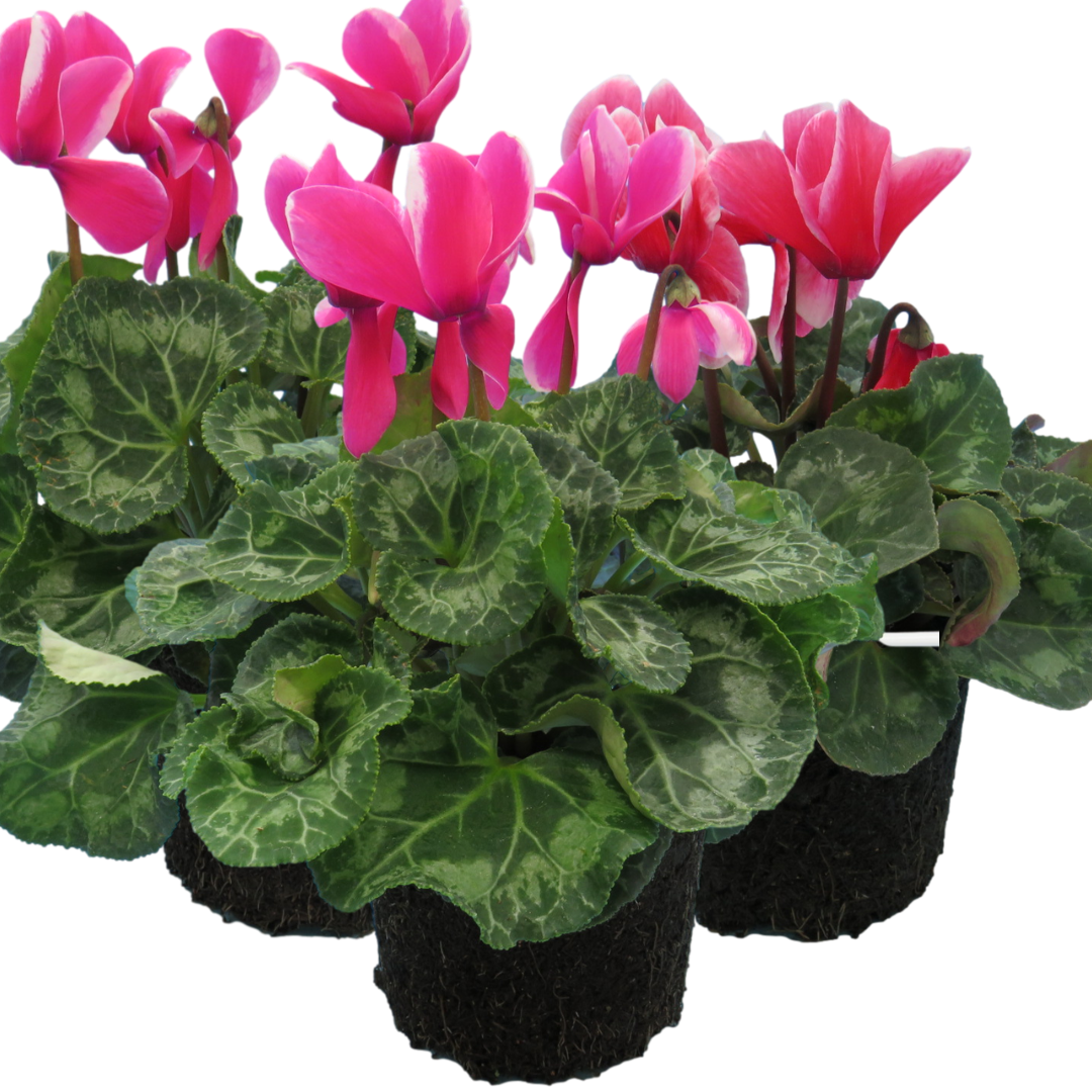 Large Cyclamen Bicolour Growers Selection | 3 or 6 1L Pots