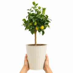 5Ltr Meyer Lemon Citrus Tree, Nursery Pots, Fruiting