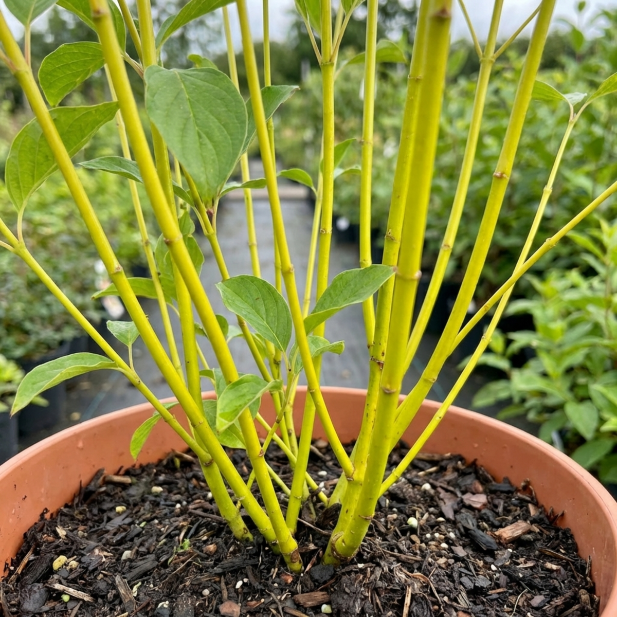 Cornus Flaviramea Yellow Twig Dogwood Plant, Hardy Winter Stem Shrub, Litre Root Ball