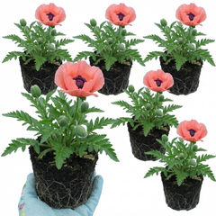 Papaver Orientale Victoria Louise Hardy Perennial Poppy Plants, Outdoor Garden Ready, 1 Litre Root-Ball