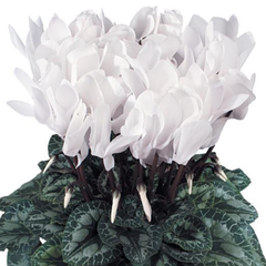 Cyclamen Flame White | 3 or 6 1L Pots
