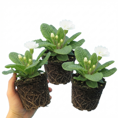 Primrose Queen White Hardy Perennial Plants, Spring Flowering, Outdoor Garden Ready, 1 Litre Root-Ball