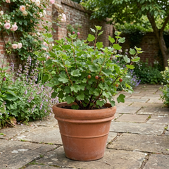 Red Gooseberry Fruit Bush Plant, Hardy Self Fertile, Outdoor Garden Ready, 5L Root Ball