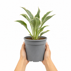 3Ltr Hosta Tears from Heaven, Shade Perennial, Nursery Pots