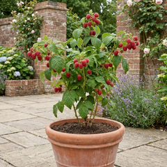 Raspberry Glem Ample Summer Fruiting Plant, Hardy Fruit Bush, Garden Ready, 17cm Root-Ball