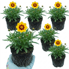 Coreopsis Sunfire Hardy Perennial Plants, Garden Ready, Bee Friendly, Summer Flowering, 1 Litre Root Ball