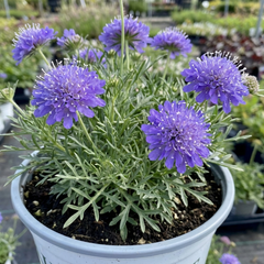 Scabious Butterfly Blue Hardy Perennial Plant, Bee Friendly Pincushion Flower, 2L Root Ball