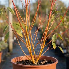Cornus Anny's Winter Orange Plant, Hardy Dogwood Shrub for Winter Interest, Litre Root Ball