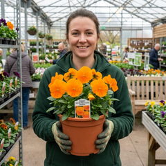 Pansy Delta Pro Clear Orange Flower Plants, Outdoor Garden Ready, Spring & Autumn, 3Ltr Root-Ball