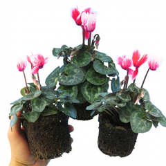 Calceolaria Calynopsis ‘Pink Bicolour’, Ready to Plant