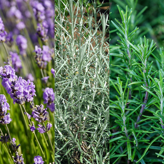 Aromatic Collection - Lavender, Helicrysum (curry plant), Rosemary