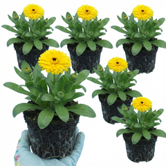 Calendula ‘Fiesta Yellow’, Ready to Plant