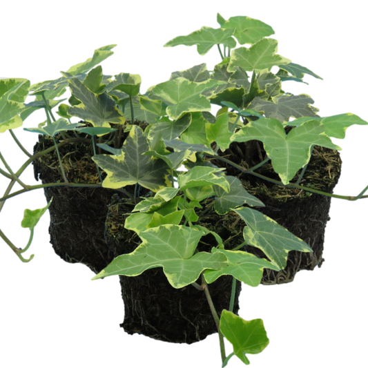 Hedera Helix Gold Variegated | 3 or 6 1L Pots