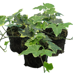Hedera Helix Gold Variegated | 3 or 6 1L Pots