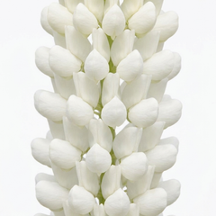 1 Large Plant - Lupin West Country Polar Princess, Outdoor Garden Ready, 3L Pot