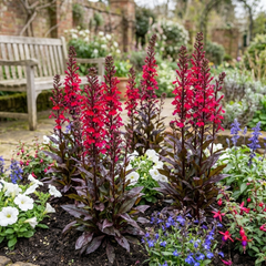 Lobelia Starship Bronze Leaf Upright Hardy Perennial Plants, Garden Ready, 1 Litre Root Ball