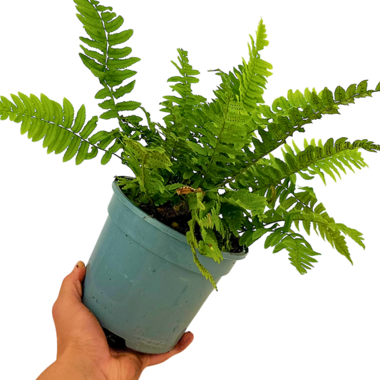 Wood Fern Dryopteris Atrata | 2L Pot