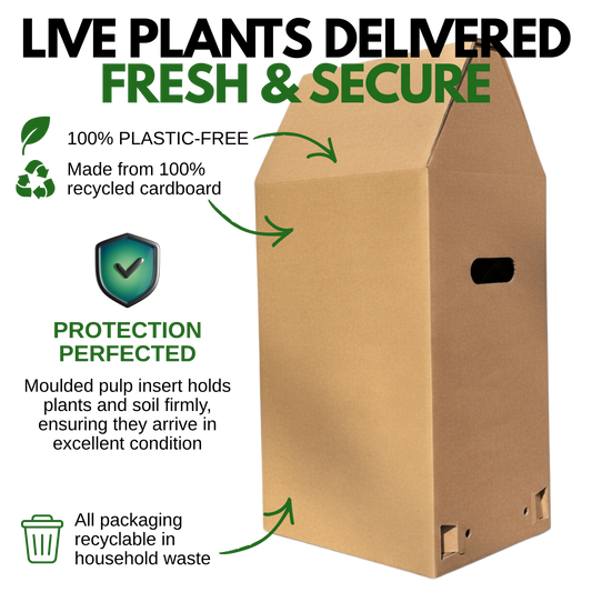 1 Spring–Summer Dianthus Flowering Plants – Dart Pink Celebration (Garden Pink). Outdoor Garden Ready Plants for Borders & Containers. Hardy, Compact & Easy to Grow. Supplied Fresh as a Large 2L Pot