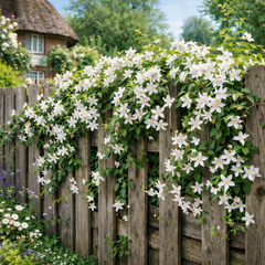 1 Live Outdoor Garden Ready Common Jasmine Plant - Jasminum officinale, 2L Pot