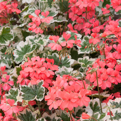 Geranium Pelgardini Frank Headly | 3 or 6 1L Pots