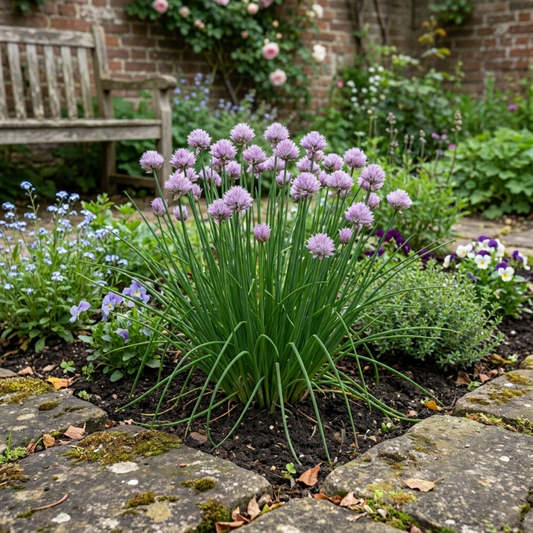 Fresh Chive Herb Plants, Hardy Perennial Live Herbs for Kitchen Garden, 1 Litre Root Ball
