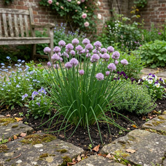 Fresh Chive Herb Plants, Hardy Perennial Live Herbs for Kitchen Garden, 1 Litre Root Ball
