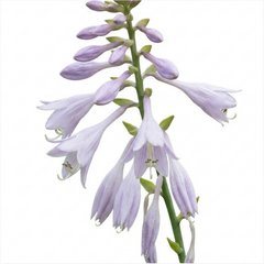 First Frost Plantain Lily, Ready to Plant in Your Garden