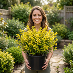 1 Ligustrum Aureum Golden Privet Hedge Plant, Evergreen Garden Ready, 7.5 Litre Root Ball