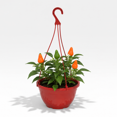 Chilli Pepper Hanging Basket, 25cm Pots, Orange GYO