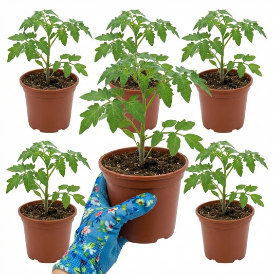 Set of 3 or 6 Large Plants - Growers Selection Cherry Tomato Patio Plants, Garden Ready