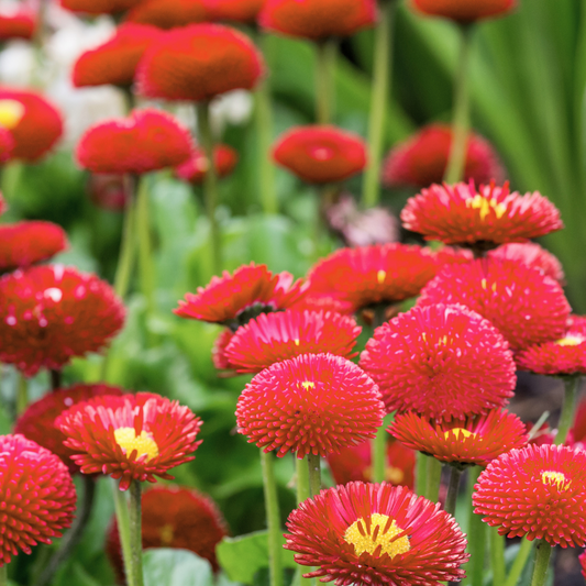 Bellis Red | 3 or 6 1L Pots