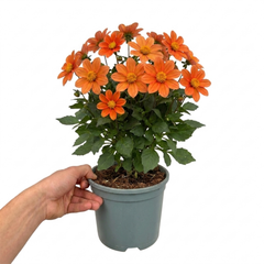 1 Large Plant - Dahlia Dahlegria Orange, Ready to Plant in Your Garden, 3L Pot