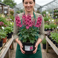 1 Delphinium Pixie Rose Rocket Hardy Perennial Plant, Cottage Garden Summer Flowering, 19cm Root-Ball