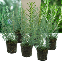 Rosemary Mix | 3 or 6 1L Pots
