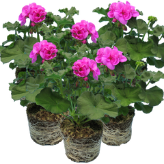 Pelargonium Toscana Dolce Vita Evi Blue, Ready to Plant