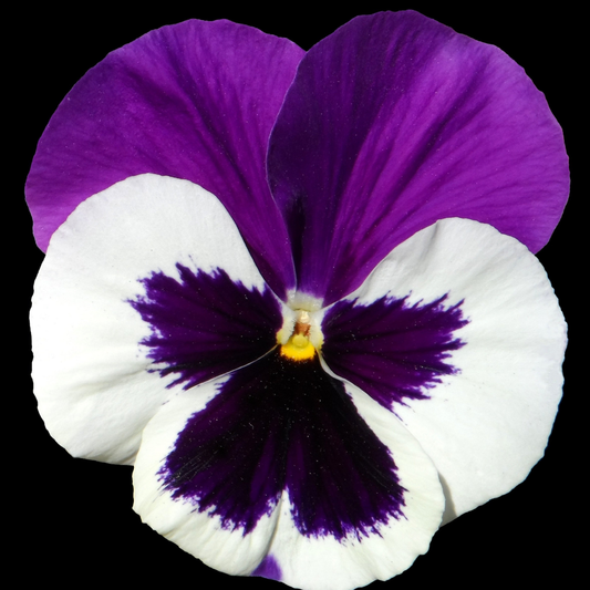 Upright Pansy Delta Pro Violet and White | 3 or 6 1L Pots
