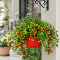 1 Tumbling Tom Red Trailing Tomato Plant, Outdoor Garden Ready, 25cm Root Ball, Hanging Basket